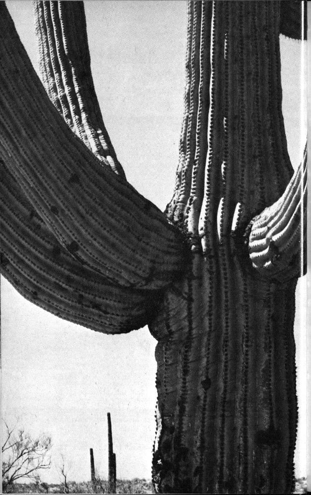 Saguaro cactus