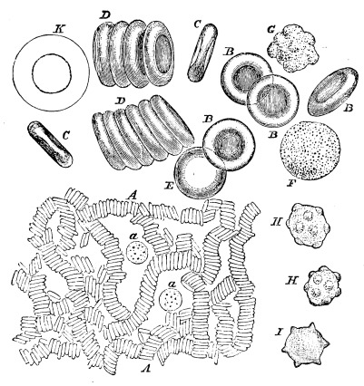 Image unavailable: Fig. 4.—Red and White Corpuscles of the Blood magnified.  A. Moderately magnified. The red corpuscles are seen lying in rows like rolls of coins; at a and a are seen two white corpuscles.  B. Red corpuscles much more highly magnified, seen in face; C. ditto, seen in profile; D. ditto, in rows, rather more highly magnified; E. a red corpuscle swollen into a sphere by imbibition of water.  F. A white corpuscle magnified same as B.; G. ditto, throwing out some blunt processes; K. ditto, treated with acetic acid, and showing nucleus, magnified same as D.  H. Red corpuscles puckered or crenate all over.  I. Ditto, at the edge only.