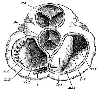 Image unavailable: Fig. 9.—The Orifices of the Heart seen from above, the Auricles and Great Vessels being cut away.  P.A. pulmonary artery, with its semilunar valves; Ao. aorta, do.  R.A.V. right auriculo-ventricular orifice with the three flaps (lv. 1, 2, 3) of tricuspid valve.  L.A.V. left auriculo-ventricular orifice, with m.v. 1 and 2, flaps of mitral valve; b, piece of whalebone passed into coronary vein. On the left part of L.A.V. the section of the auricle is carried through the auricular appendage; hence the toothed appearance due to the portions in relief cut across.