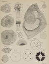 Plate 8 depicts Figures 35a, 35b, 35c, 35d, 58, 59, 60, 61, 62, 63, 64, 65, 66, 67, 68 and 69