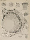 Plate 1 depicts Figures 1, 2, 3, 4, 5, 6, 7, 8, 9, 10 and 11.