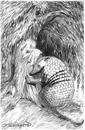 Armadillo