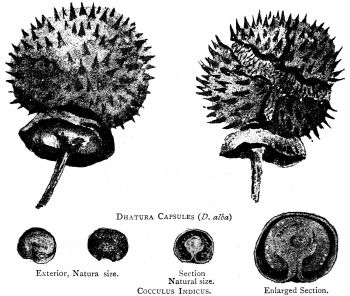 Sections of Capsicum Seeds (enlarged).