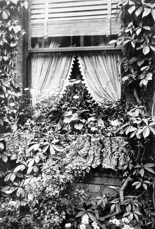 A WINDOW BOX IN JUNE