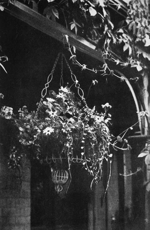 A HANGING BASKET