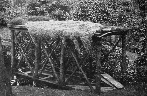 A BOAT-SHELTER WITH CERASTIUM ON ROOF