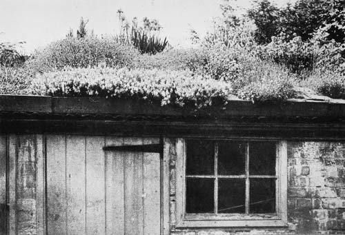 A ROOF GARDEN