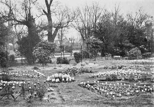 SPRING IN THE CROOK'S HILL BOARD-SCHOOL GARDEN