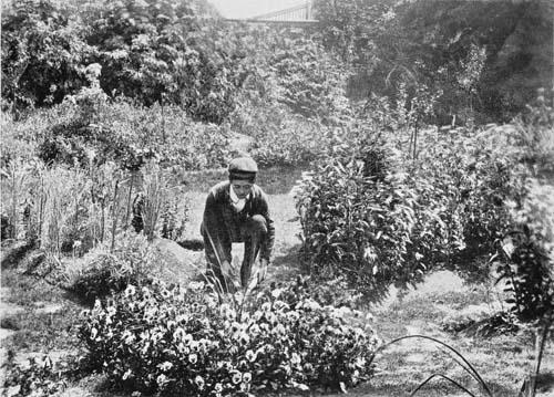 PANSY BED IN CROOK'S HILL BOARD-SCHOOL GARDEN