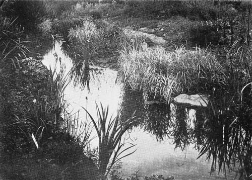 A WATER GARDEN