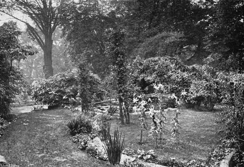 LILIES IN LORD ILCHESTER'S JAPANESE GARDEN