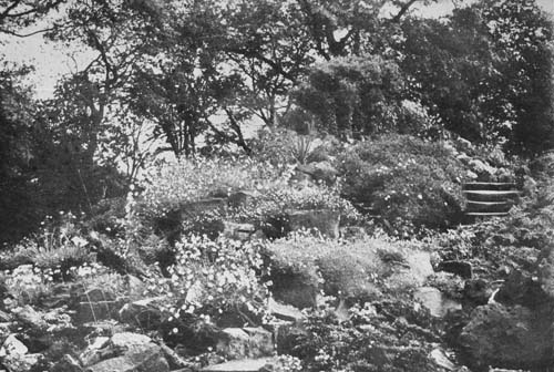 A ROCKERY IN EARLY SUMMER