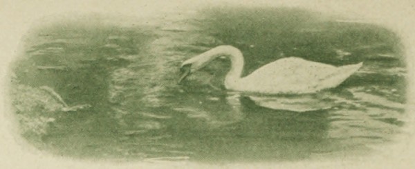 swan