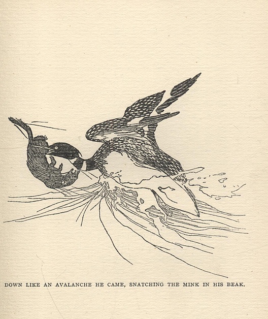 DOWN LIKE AN AVALANCHE HE CAME, SNATCHING THE MINK IN HIS BEAK.