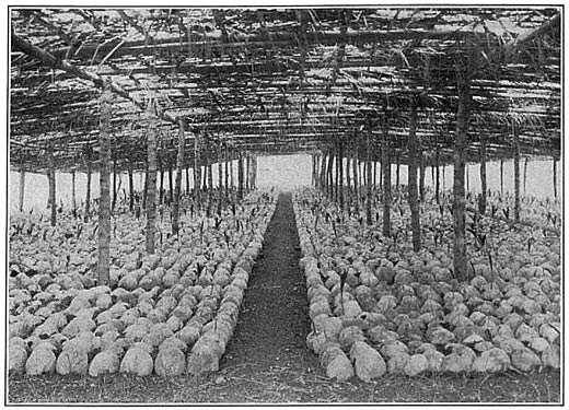 Sprouting coconuts. Pagsanjan, Laguna