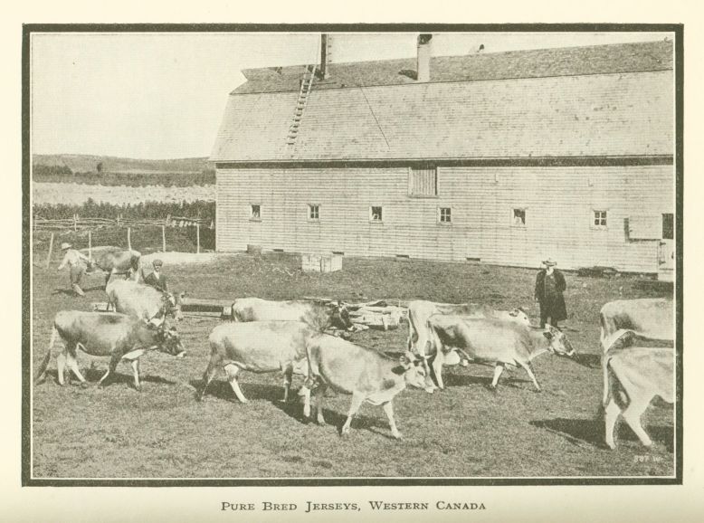 Pure Bred Jerseys, Western Canada