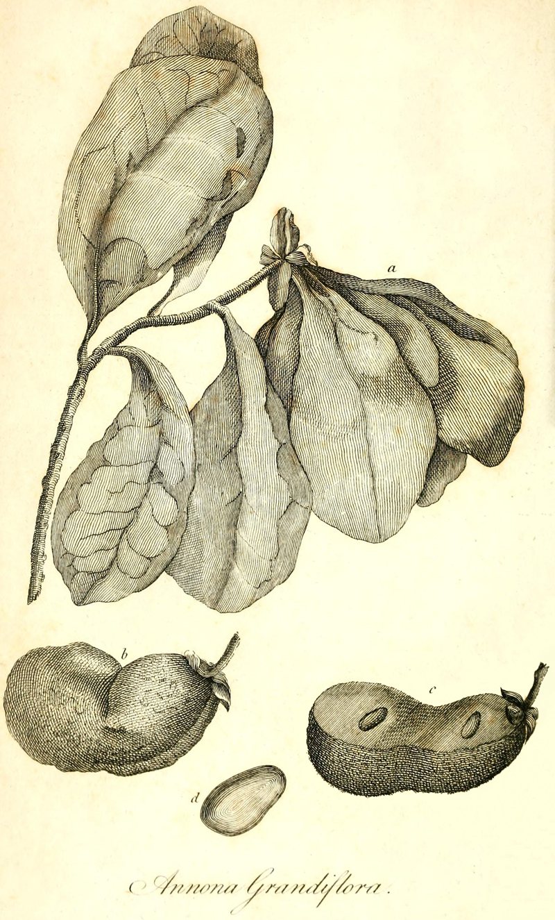 [Illustration: Annona Grandiflora]