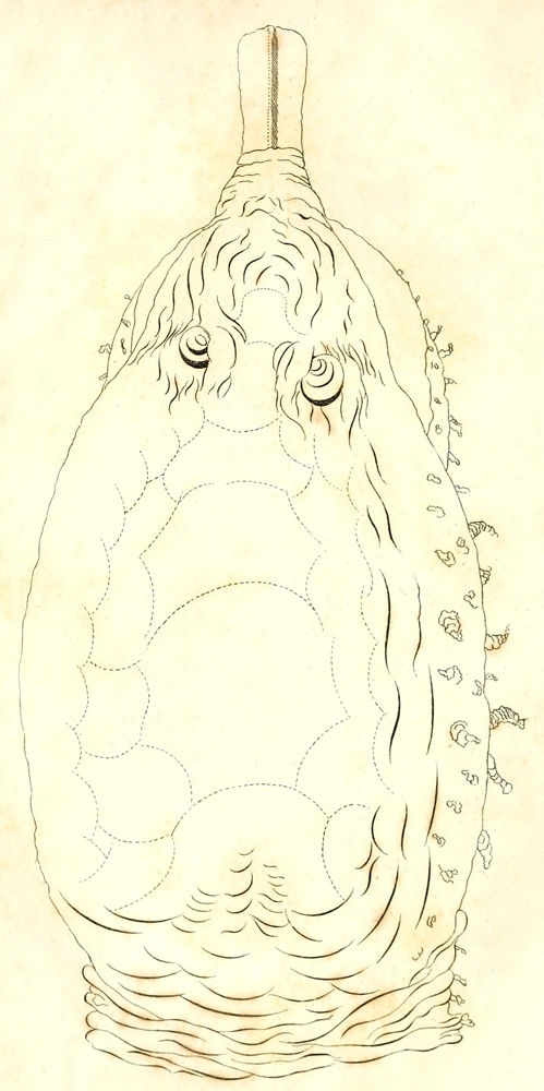 [Illustration: Head of the Great Softshelled Tortoise]