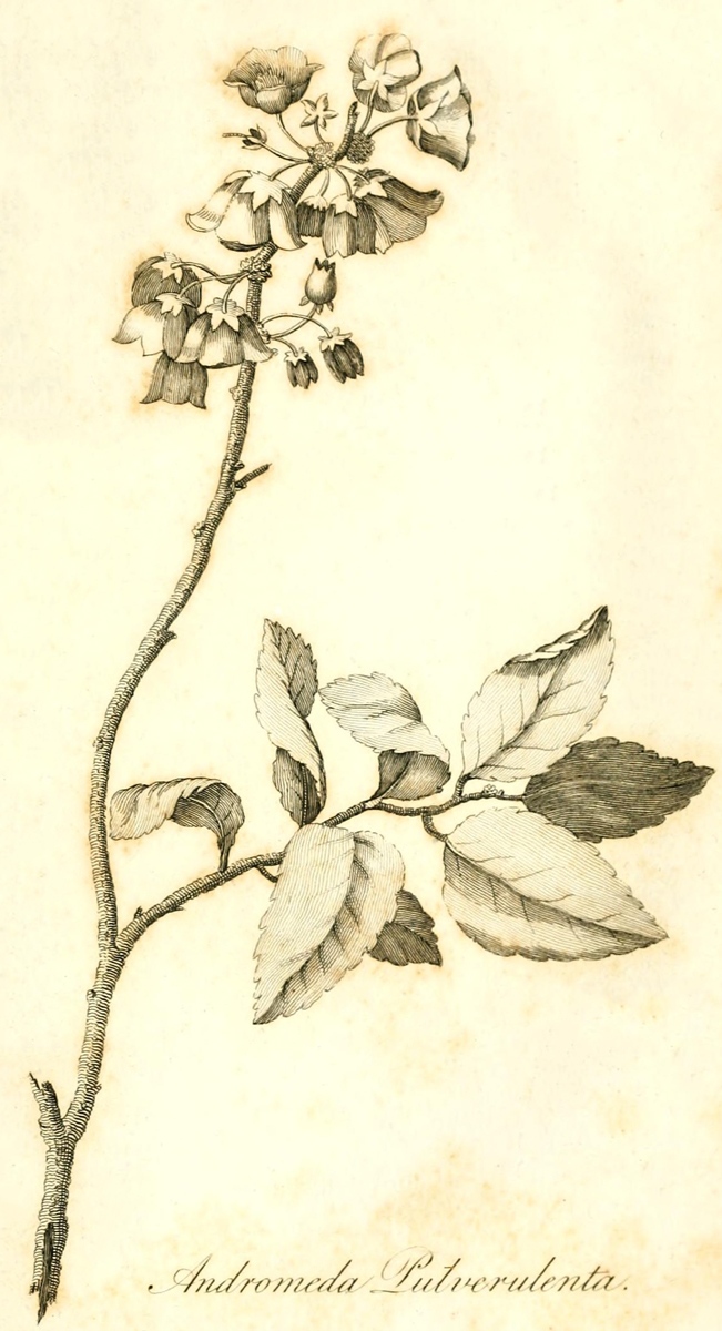 [Illustration: Andromeda Pulverulenta]