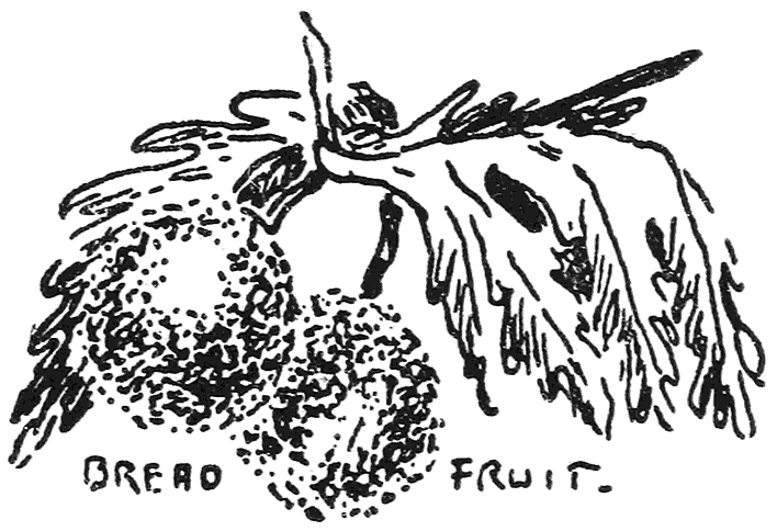 BREAD FRUIT.