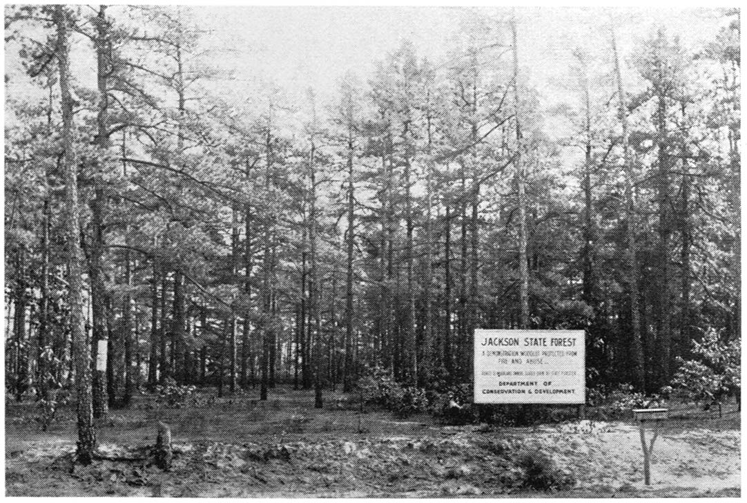 Pine forests in Southern New Jersey. Camping sites are available both in the North Jersey and the South Jersey State Forests