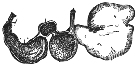 Typical Ruminant Stomach