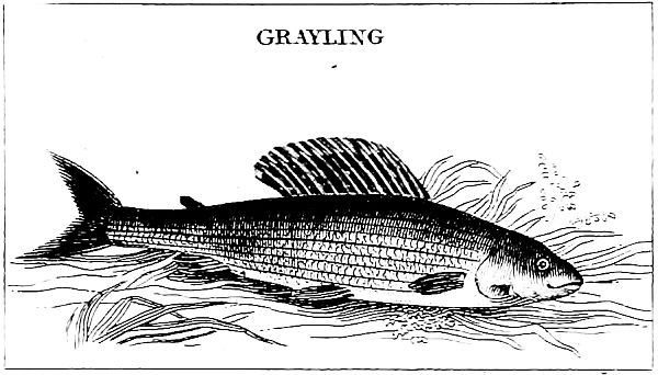 GRAYLING