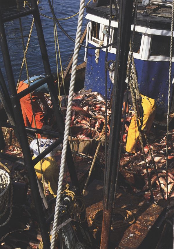 (Fishing boat unloading its catch.)