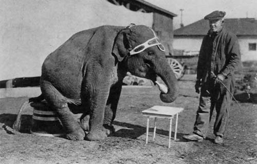 AN ELEPHANT IS THE EASIEST TO TRAIN AND THE HARDEST TO HANDLE OF ANY MENAGERIE BEAST