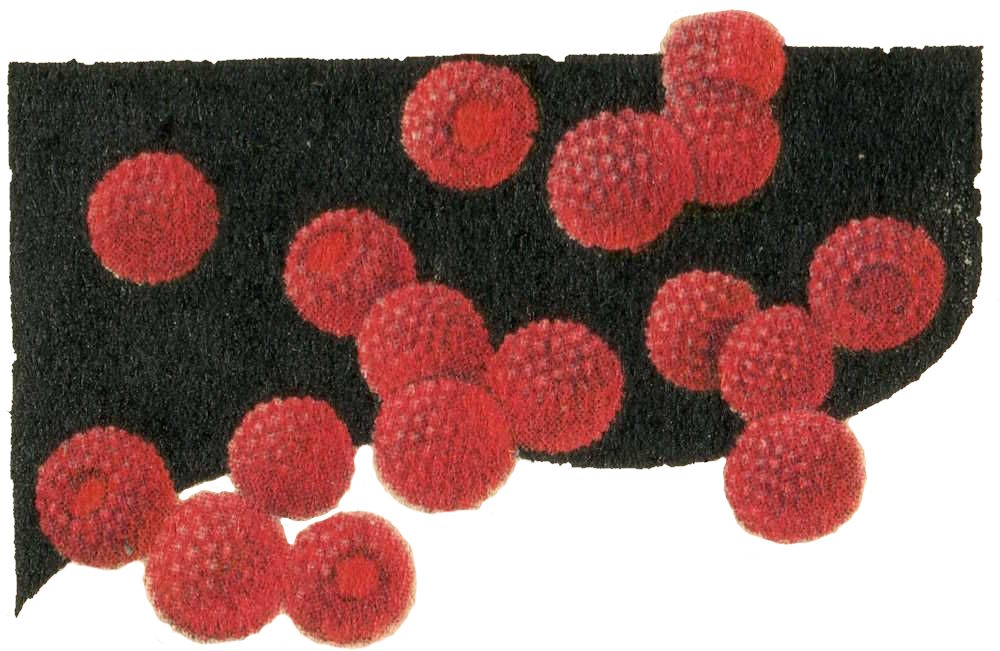 Raspberries