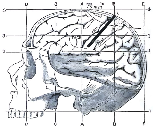 Topographical lines of external head