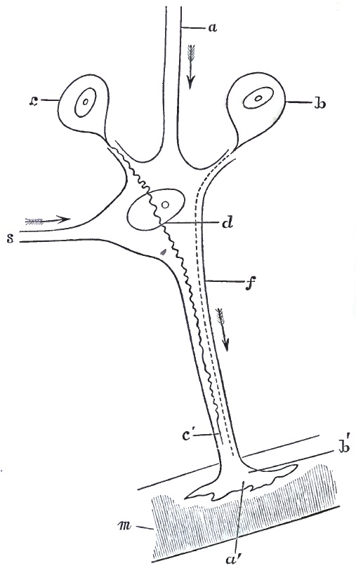 Motor and trophic centres and fibres in spinal cord