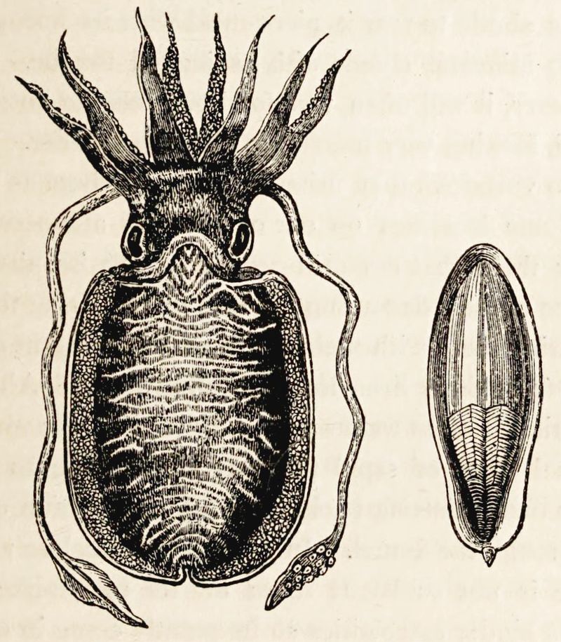 Anatomical drawing