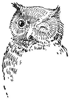 Owl.