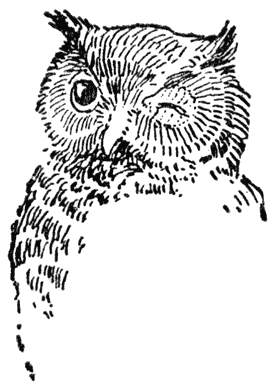 Owl.