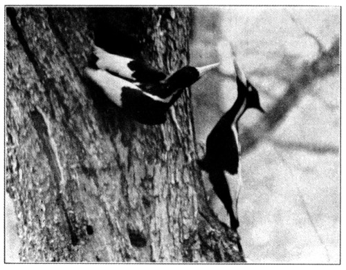 Ivory-bill at nest