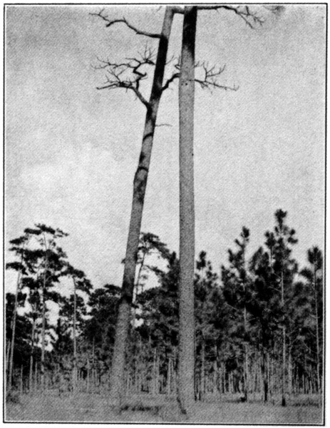 Nesting site Red-cockaded