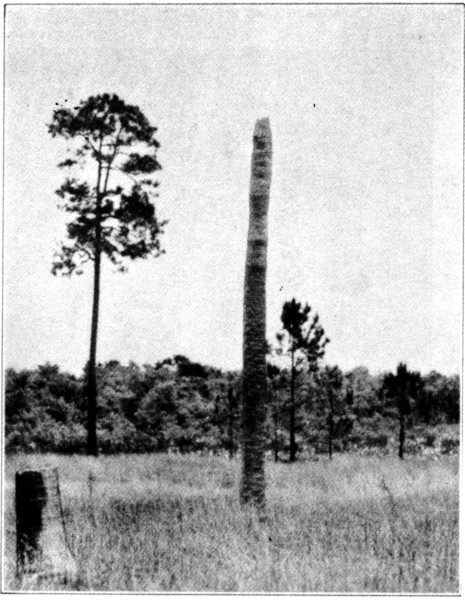 Red-bellied nesting sites