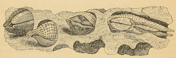 Pholas dactylus in a split section of rock