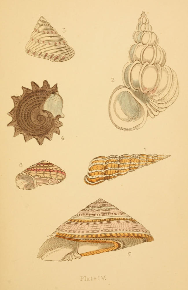 Plate IV, Figures 1-6