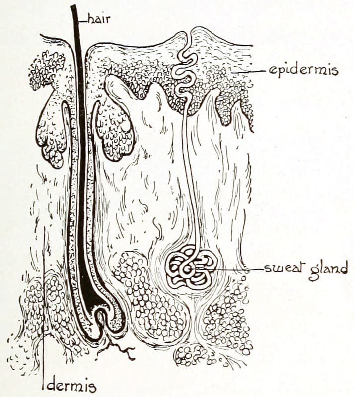 A diagram of the layers of the skin including hair and a sweat gland