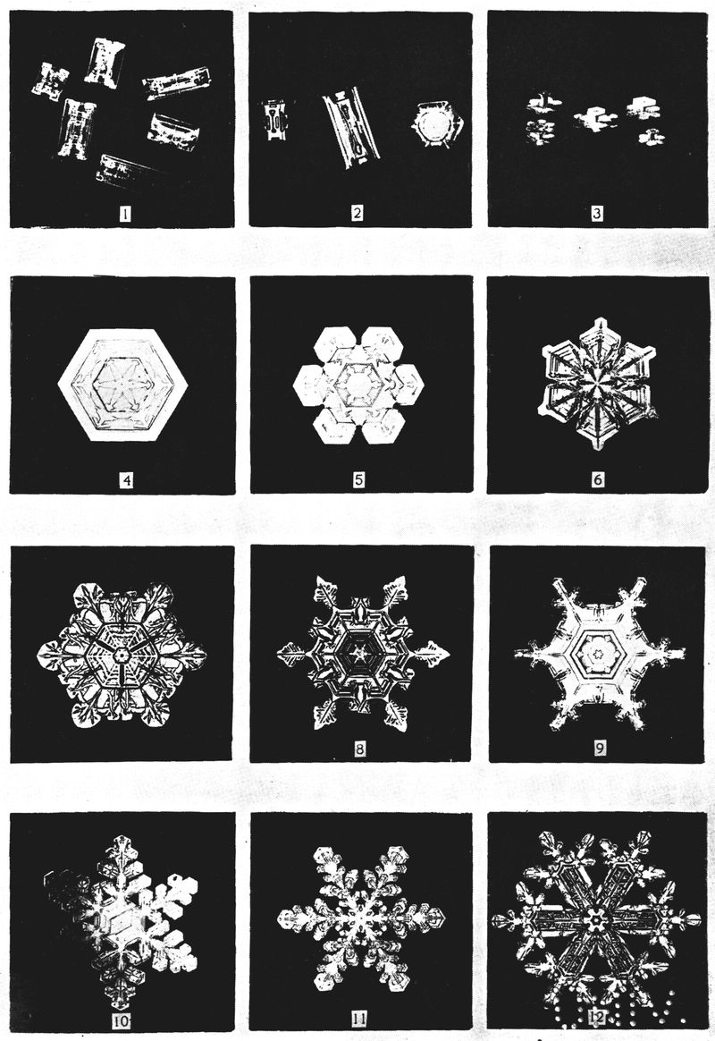 Nine different snowflakes