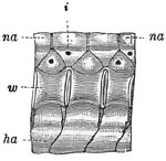 Fig. 16.