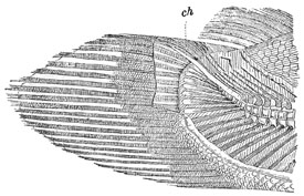 Fig. 21.