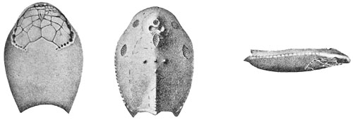 Fig. 47.