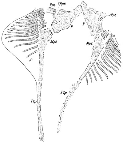 Fig. 61.