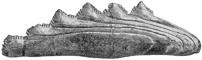 Fig. 99.