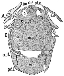 Fig. 146.