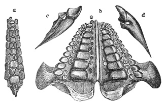 Fig. 183.