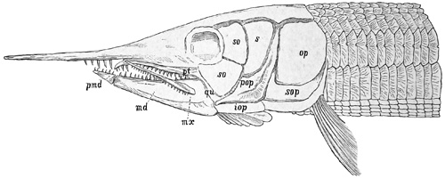 Fig. 206.